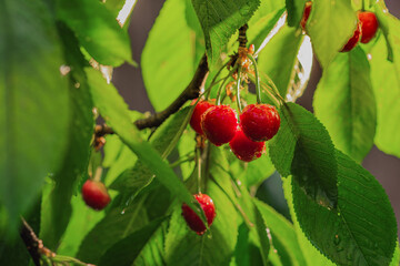 red cherries on a branch