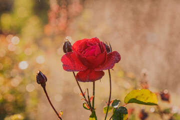 red rose in the field