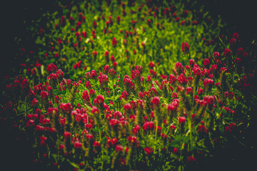 field of poppies