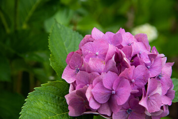 Fototapeta premium あじさい