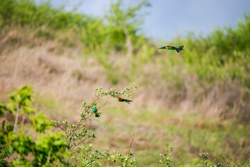 bee Eater birds