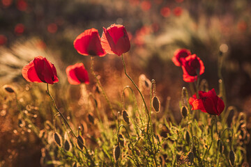 Fototapeta na wymiar poppy flowers in the field at sunset