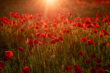 field of red poppies