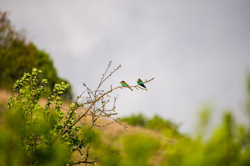 bee Eater birds