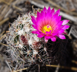 A single hot pink flower with a bright yellow center blooms on a small barrel cactus.