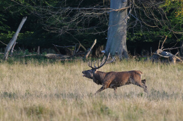 Red deer, red deer