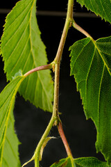Leaf petiole junction and serrated edge of the Carpinus Betulus or hornbeam tree.