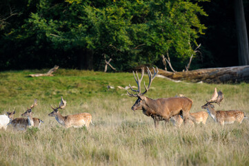 Red deer, red deer