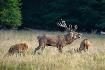 Red deer, red deer
