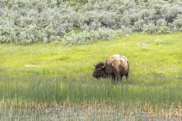 A bison grazes the grass in the north part of Yellowstone National Park.
