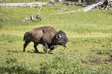Bison walks in field.