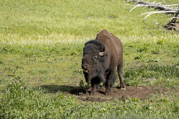 Bison snorting and making a fuss.