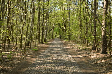 Cobbled Path Among The Trees