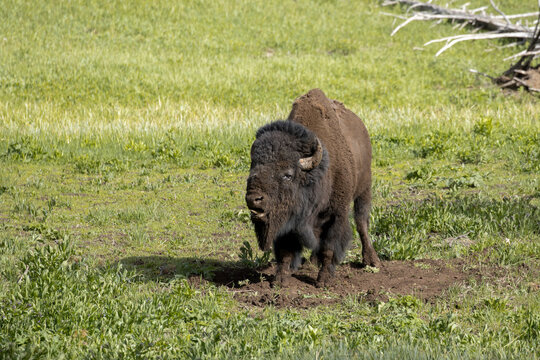 Bison snorting and making a fuss.