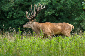 Red deer, red deer
