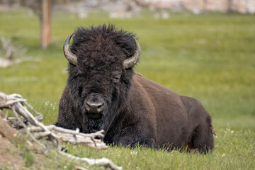 Portrait of bison laying down. © Gregory Johnston