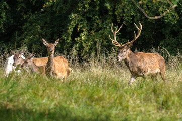 Red deer, red deer