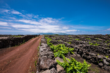 Traditional vineyard landscape of Pico Island, Azores, Portugal