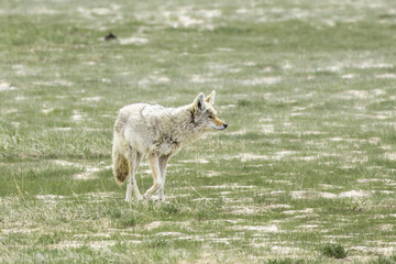 Naklejka na ściany i meble Coyote walks on the grassy field.
