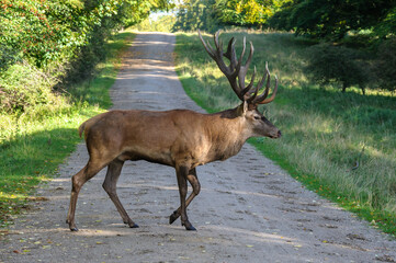 Fototapeta premium Red deer, red deer