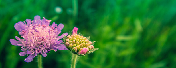 close up of a flower
