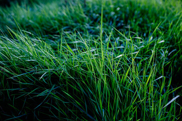 fresh green grass in beautiful light