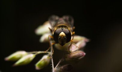 Macro closeup of a fly. The concept of photos of insects, arthropods. Close up of a fly with yellow stripes on a dark background. Micro, photos for zoologists, biologists.