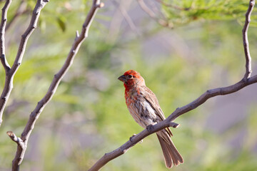 Male house finch perched on backyard mesquite tree branch