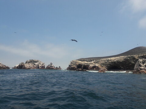 Ballestas Islands Paracas Peru 2019