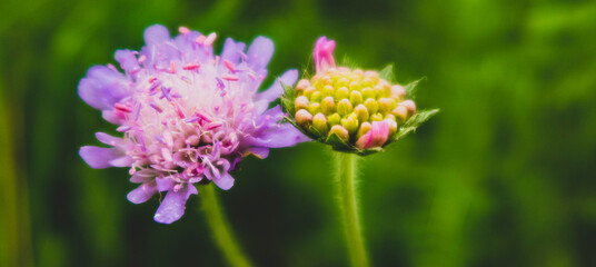 flower of a flower