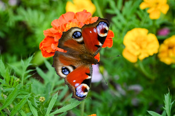 butterfly on flower