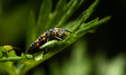 Macro closeup of a ladybug larva. Biology and zoology concept. Black larva with orange stripes on the leaf. Close up of a ladybug larva in a natural habitat.