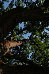 Fototapeta na wymiar Imponente quercia centenaria in un paesaggio collinare, si staglia sul blu del cielo in una giornata d’estate, dettagli del tronco e dei rami