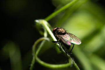 Macro closeup of housefly. The concept of photos of insects, arthropods. Close up of a fly with yellow stripes on a dark background. Micro, photos for zoologists, biologists. Dangerous flying insects.