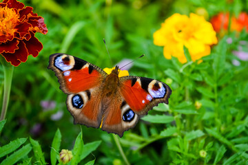 butterfly on flower