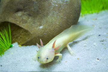 closeup white axolotl amphibian underwater