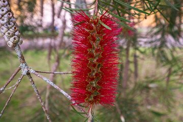 Close up of vivid red flower blossom of a banksia-tree