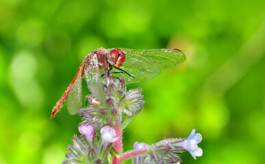 Macro shots, Beautiful nature scene dragonfly.   