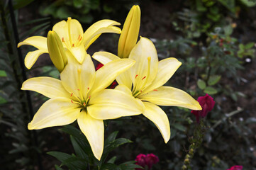 Yellow lily flowers growing in a summer garden