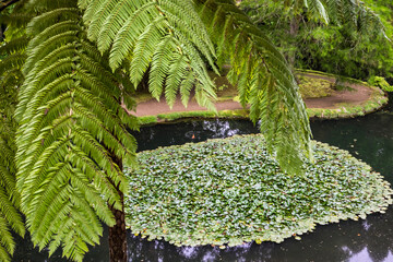 Close-up of the palm tree in a green, beautiful park with the water pool and a lot of trees in the Terra Nostra Park in the Azores