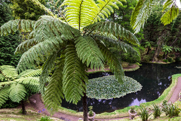 Close-up of the palm tree in a green, beautiful park with the water pool and a lot of trees in the Terra Nostra Park in the Azores