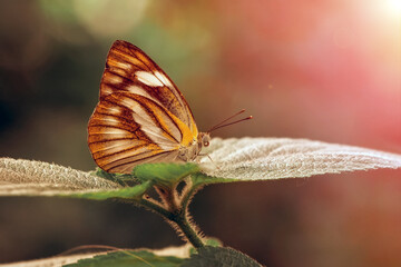 Closeup beautiful butterfly sitting on the flower in a summer garden