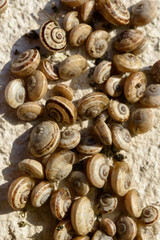 snail small in the south of France