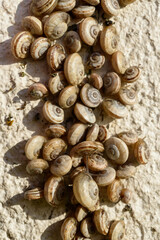 snail small in the south of France
