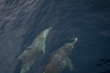 The Azores islands tourist attraction - dolphins watching. Close-up of dolphins swimming underwater