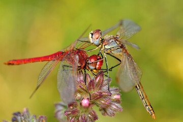 Macro shots, Beautiful nature scene dragonfly.   