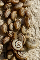 snail small in the south of France