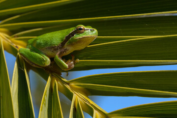 green tree frog on a palm tree