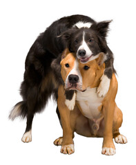 Two dogs, friends on an isolated white background, studio light