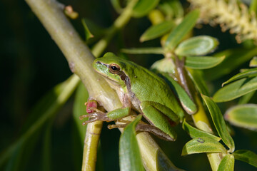 green tree frog on a palm tree